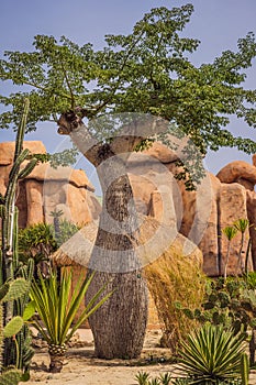 Baobab trees along the unpaved red road at sunny hot day. Madagascar