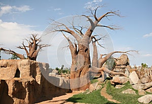 Baobab trees in Biopark