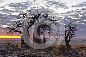 Baobab trees and colours of sunrise