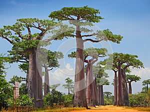 Baobab