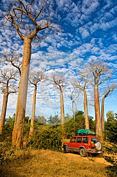 Baobab trees, Madagascar