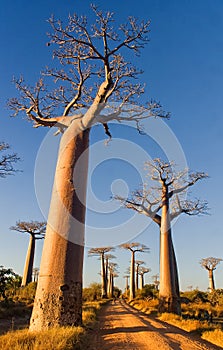 Baobab trees, Madagascar