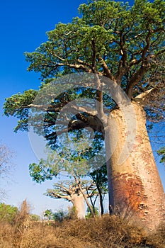 Baobab trees, Madagascar