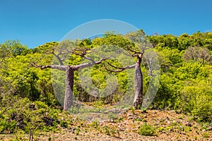 Baobab trees in Madagascar.