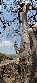 Baobab trees, Mandav