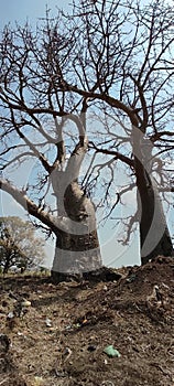 Baobab trees, Mandav photo