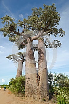 Baobab trees in Morondava, Madagascar