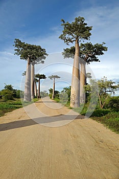 Baobab trees in Morondava, Madagascar