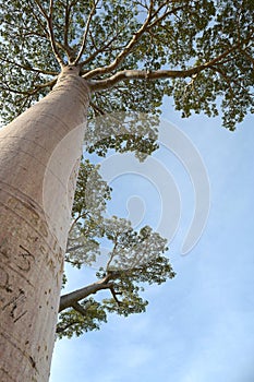 Baobab trees in Morondava, Madagascar