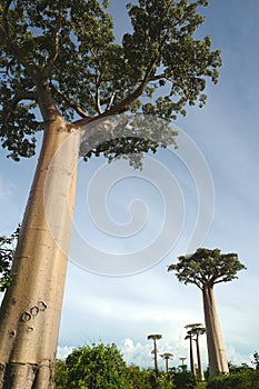 Baobab trees in Morondava, Madagascar