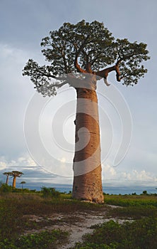 Baobab trees in Morondava, Madagascar