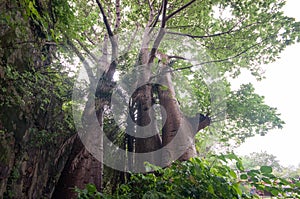 Baobab trees near entrance to Vasai fort.