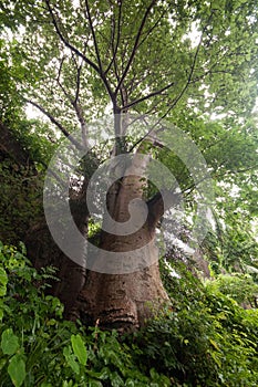 Baobab trees near entrance to Vasai fort.