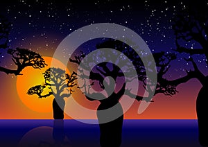 Baobab trees At night. Beautiful sunset night sky with stars over Boab tree silhouette. Multi color tropical woodland tree vector