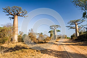 Baobab trees and savanna