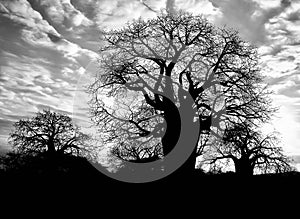 Baobab trees in silhouette against a dramatic cloudy sky, in black and white.