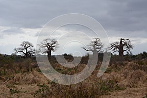 Baobab trees in South Africa,during winter season.