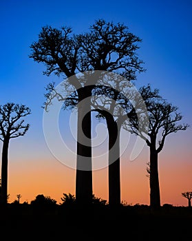 Baobab trees in the sunrise in the south oaf Madagascar