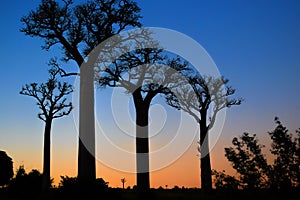 Baobab trees in the sunrise in the south oaf Madagascar