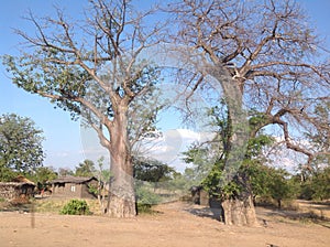 Baobab Trees