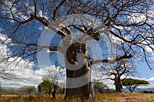 Baobab valley, Great Ruaha River. Tanzania