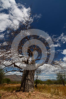 Baobab valley, Great Ruaha River. Tanzania