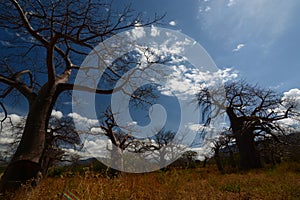 Baobab valley, Great Ruaha River. Tanzania