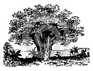 Baobab vintage illustration photo