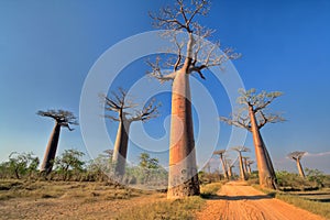 Baobabs