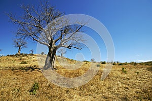 Baobabs in the dry season