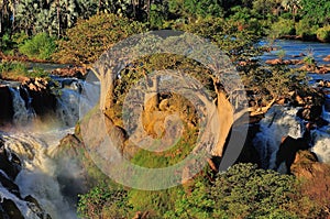 Baobabs at Epupa waterfall, Namibia