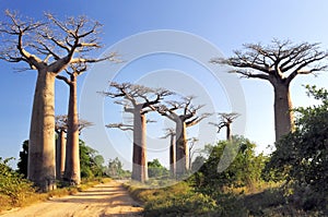Avenue of the Baobabs