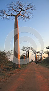 Baobabs forest, Baobab alley