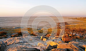 Baobabs on Kubu island in winter