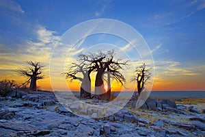 Baobabs on Kubu at Sunrise