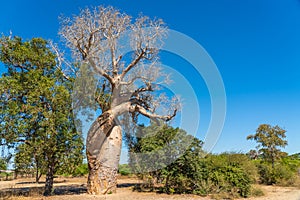 Baobabs of love near the Baobab trees alley in Morondava.