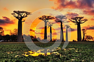 Baobabs Madagascar sunset