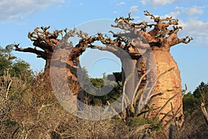 Baobabs of Madagascar photo