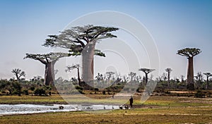 Baobabs, Morondava, Menabe Region, Madagascar