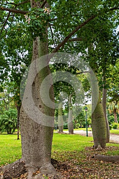 Baobabs in the park in Valencia