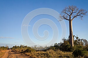 Baobabs road