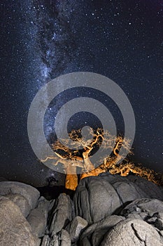 Baobabs, Rocks and the Milkyway photo