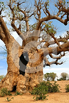 Baobabs in savanna.