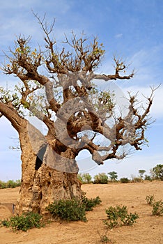 Baobabs in savanna.