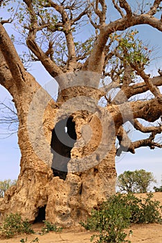 Baobabs in savanna.