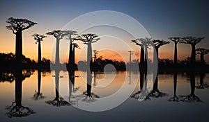 Baobabs at sunrise near the water with reflection. Madagascar. photo