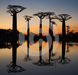 Baobabs at sunrise near the water with reflection. Madagascar.