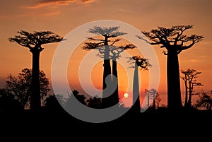 Baobabs in the sunset