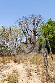 Baobabs and vegetation