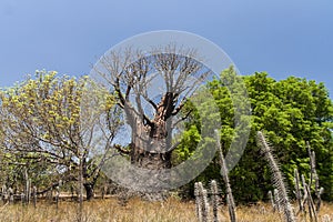 Baobabs and vegetation